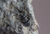 Beosus maritimus
